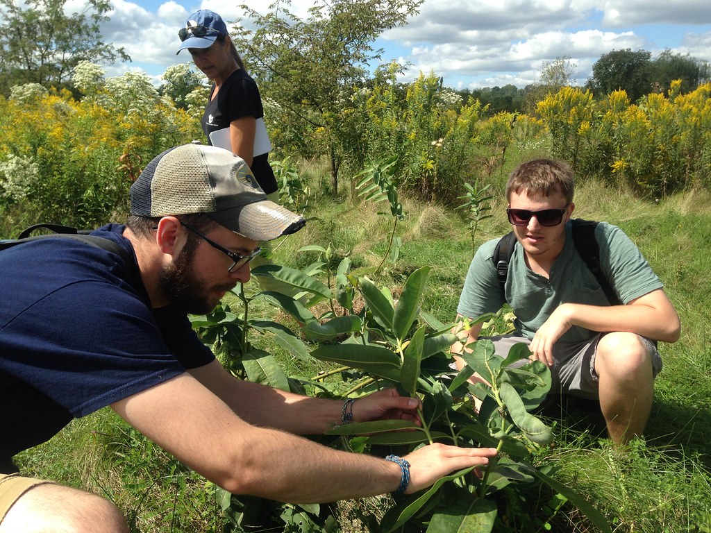 Professor Mildenstein and students conduct Iowa monarch survey.